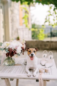 Jack Russell terrier lies on the table next to a bouquet of flowers, the bride shoes and a box with a ring. High quality photo