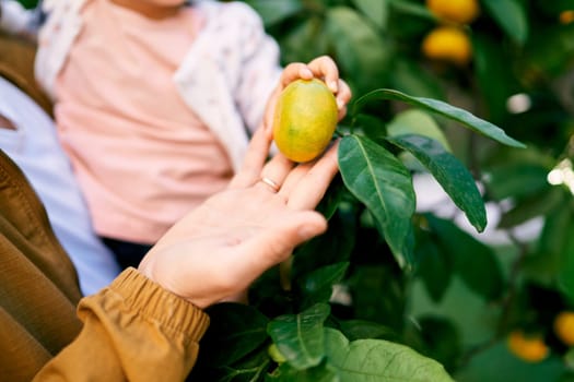 Dad with a small child in his arms touches a tangerine on a branch. Cropped. Faceless. High quality photo