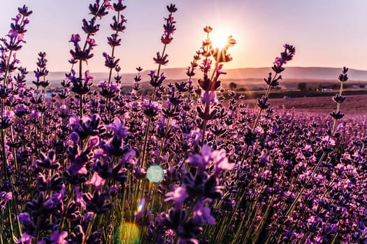 Lavender flower blooming scented fields in endless rows. Selective focus on Bushes of lavender purple aromatic flowers at lavender field. Abstract blur for background.