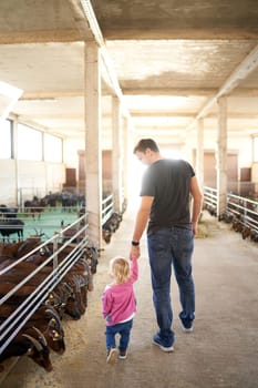Dad leads the little girl by the hand past the folds of grain-eating goats. Back view. High quality photo