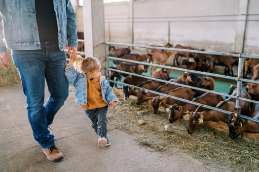 Little girl watches as goats eat hay in pens while walking around the farm with her dad by the hand. Cropped. High quality photo