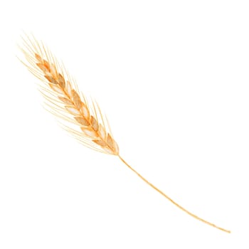 Watercolor drawing wheat on a white background isolate. Golden spikelet for your design. Stalk of rye