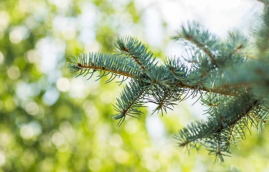 Blue spruce branches outdoors on a green background.