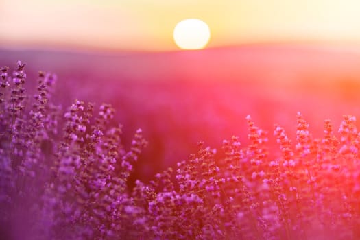 Blooming lavender in a field at sunset in Provence. Fantastic summer mood, floral sunset landscape of meadow lavender flowers. Peaceful bright and relaxing nature scenery