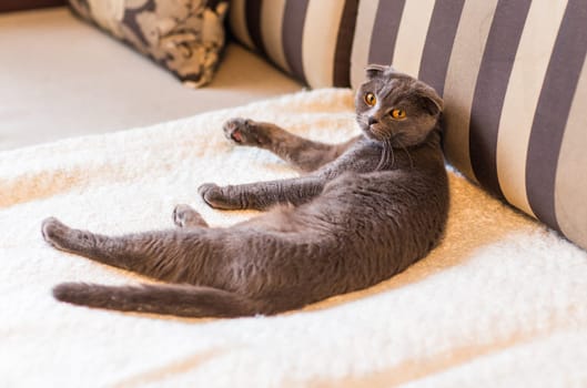 Cat relaxing on the couch in colorful blur background, cute funny cat close up, elaxing cat, cat resting, cat playing at home