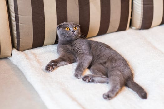 Cat relaxing on the couch in colorful blur background, cute funny cat close up, elaxing cat, cat resting, cat playing at home