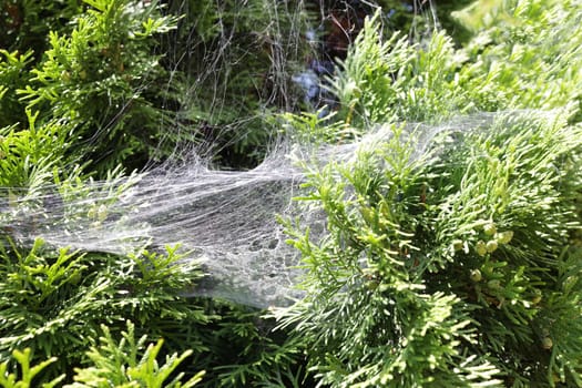 Close-up of a spider web with spider mite specimens on the branches of a coniferous plant.