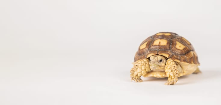An African spurred tortoise, also called the sulcata tortoise, is featured in this isolated portrait. Its unique design, cute appearance, and beauty shine on a white background.
