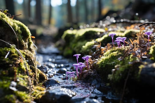 A stream in a forest with stones, moss and lilac flowers in sunny weather.