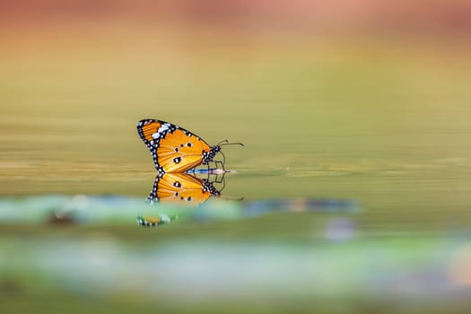 Colorfull butterfly in middle of waterhole with reflection in Kruger National park, South Africa