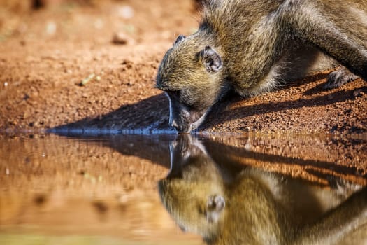 Chacma baboon portrait drinking in waterhole with reflection in Kruger National park, South Africa ; Specie Papio ursinus family of Cercopithecidae