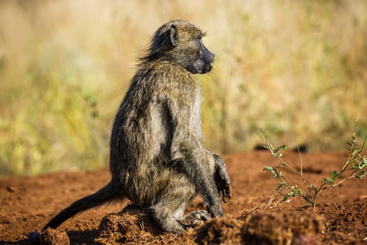 Chacma baboon sitting on elephant dung in Kruger National park, South Africa ; Specie Papio ursinus family of Cercopithecidae