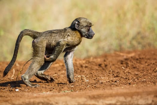 Young Chacma baboon walking on riverbank in Kruger National park, South Africa ; Specie Papio ursinus family of Cercopithecidae