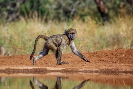 Young Chacma baboon walking on riverbank in Kruger National park, South Africa ; Specie Papio ursinus family of Cercopithecidae