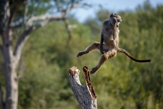 Chacma baboon jumping from wooden log in Kruger National park, South Africa ; Specie Papio ursinus family of Cercopithecidae