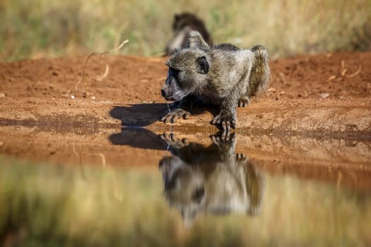 Chacma baboon drinking in waterhole front view in Kruger National park, South Africa ; Specie Papio ursinus family of Cercopithecidae