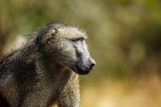 Chacma baboon portrait isolated in natural background in Kruger National park, South Africa ; Specie Papio ursinus family of Cercopithecidae
