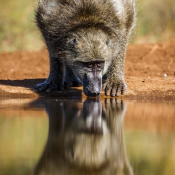 Chacma baboon portrait drinking in waterhole front view in Kruger National park, South Africa ; Specie Papio ursinus family of Cercopithecidae