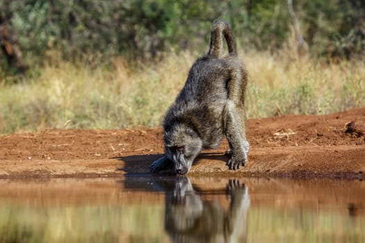 Chacma baboon drinking in waterhole front view in Kruger National park, South Africa ; Specie Papio ursinus family of Cercopithecidae