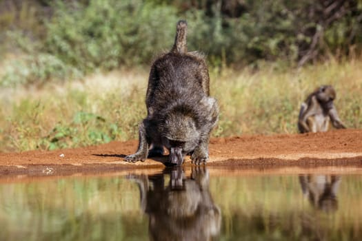 Chacma baboon drinking in waterhole front view in Kruger National park, South Africa ; Specie Papio ursinus family of Cercopithecidae