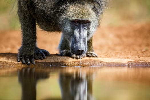 Chacma baboon portrait drinking in waterhole front view in Kruger National park, South Africa ; Specie Papio ursinus family of Cercopithecidae