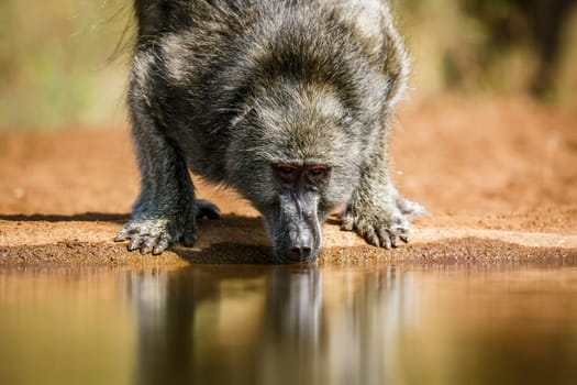 Chacma baboon portrait drinking in waterhole front view in Kruger National park, South Africa ; Specie Papio ursinus family of Cercopithecidae