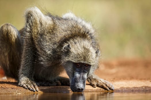 Chacma baboon drinking in waterhole surface level in Kruger National park, South Africa ; Specie Papio ursinus family of Cercopithecidae