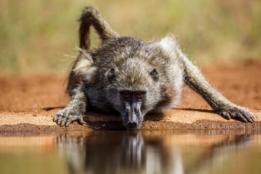 Chacma baboon drining front view in waterhole in Kruger National park, South Africa ; Specie Papio ursinus family of Cercopithecidae