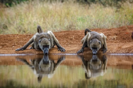 Two Chacma baboon drinking front view in waterhole in Kruger National park, South Africa ; Specie Papio ursinus family of Cercopithecidae