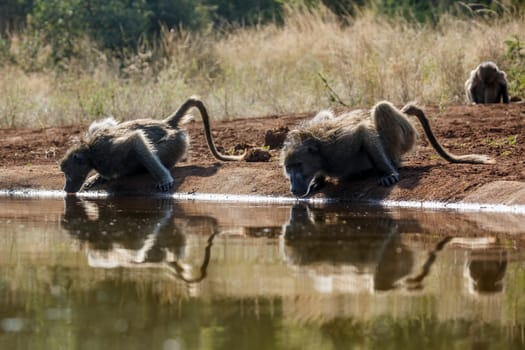 Two Chacma baboon drinking backlit in waterhole in Kruger National park, South Africa ; Specie Papio ursinus family of Cercopithecidae