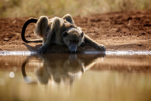 Chacma baboon drinking backlit front view in Kruger National park, South Africa ; Specie Papio ursinus family of Cercopithecidae