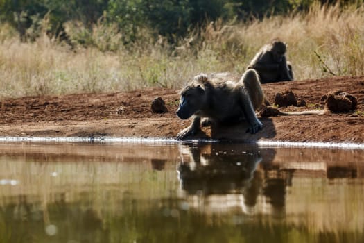 Chacma baboon drinking backlit front view in Kruger National park, South Africa ; Specie Papio ursinus family of Cercopithecidae