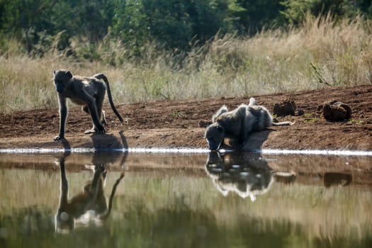 Two Chacma baboon drinking backlit in waterhole in Kruger National park, South Africa ; Specie Papio ursinus family of Cercopithecidae