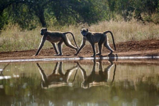 Two Chacma baboon walking backlit along waterhole in Kruger National park, South Africa ; Specie Papio ursinus family of Cercopithecidae