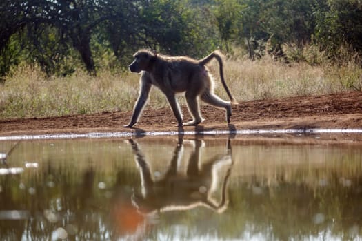 Chacma baboon walking backlit along waterhole in Kruger National park, South Africa ; Specie Papio ursinus family of 