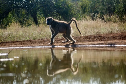 Chacma baboon walking backlit along waterhole in Kruger National park, South Africa ; Specie Papio ursinus family of 