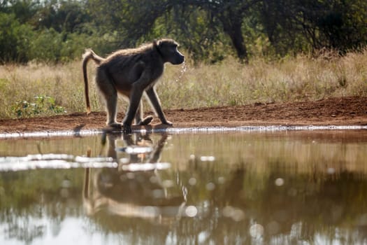 Chacma baboon drinking backlit at waterhole in Kruger National park, South Africa ; Specie Papio ursinus family of 