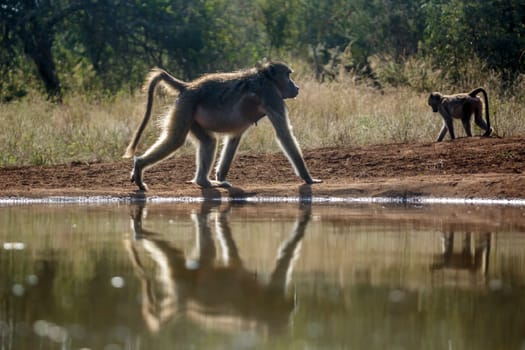 Chacma baboon walking backlit along waterhole in Kruger National park, South Africa ; Specie Papio ursinus family of 