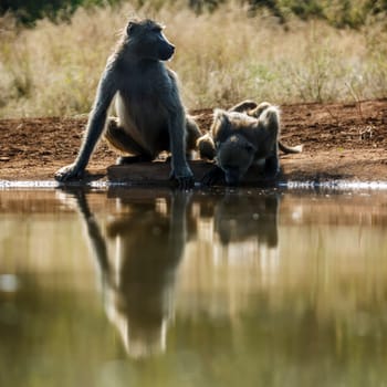 Two Chacma baboon drinking in waterhole front view in Kruger National park, South Africa ; Specie Papio ursinus family of Cercopithecidae