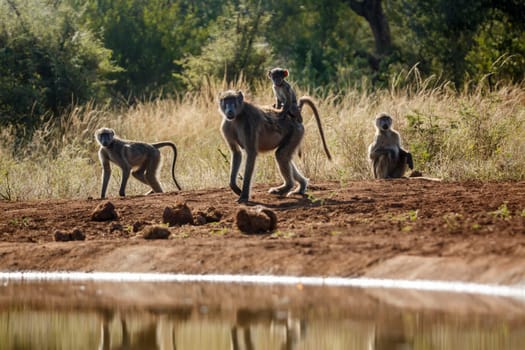 Chacma baboon female carrying baby on his back in Kruger National park, South Africa ; Specie Papio ursinus family of Cercopithecidae