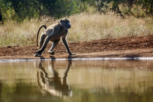 Chacma baboon running along waterhole in Kruger National park, South Africa ; Specie Papio ursinus family of Cercopithecidae