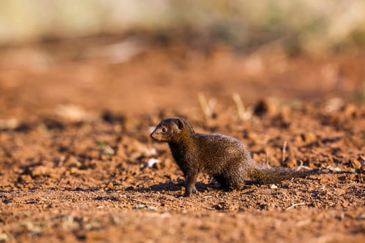 Common dwarf mongoose in Kruger National park, South Africa ; Specie Helogale parvula family of Herpestidae