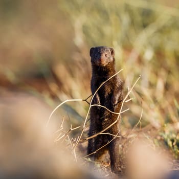 Common dwarf mongoose standing up with blur foreground in Kruger National park, South Africa ; Specie Helogale parvula family of Herpestidae