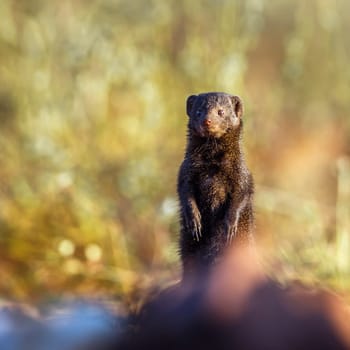 Common dwarf mongoose standing up with blur foreground in Kruger National park, South Africa ; Specie Helogale parvula family of Herpestidae