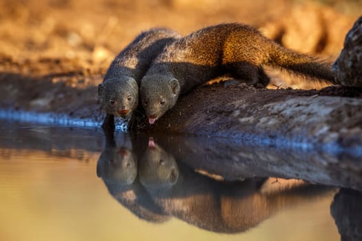 Two Common dwarf mongoose drinking in waterhole with reflection in Kruger National park, South Africa ; Specie Helogale parvula family of Herpestidae