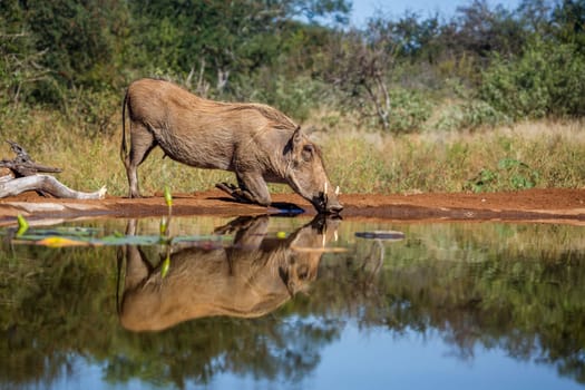 Common warthog drinking in waterhole with reflection in Kruger National park, South Africa ; Specie Phacochoerus africanus family of Suidae