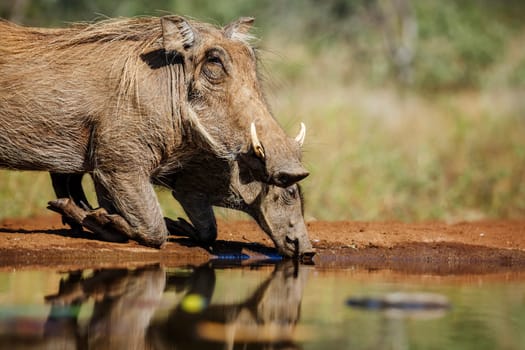 Two Common warthog portrait drinking in waterhole with reflection in Kruger National park, South Africa ; Specie Phacochoerus africanus family of Suidae