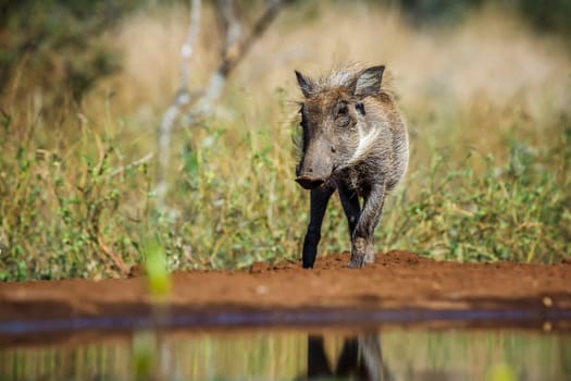 Young Common warthog along waterhole in Kruger National park, South Africa ; Specie Phacochoerus africanus family of Suidae
