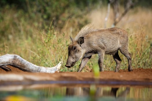 Young Common warthog along waterhole in Kruger National park, South Africa ; Specie Phacochoerus africanus family of Suidae