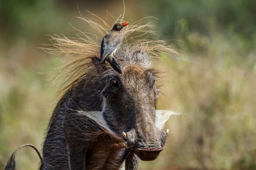Common warthog portrait with red billed oxpecker in Kruger National park, South Africa ; Specie Phacochoerus africanus family of Suidae